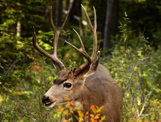 mule buck in woods