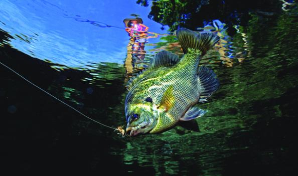 Bluegill Fishing Tips for Catching Monsters