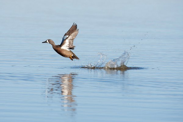 3 Early-Season Teal Hangouts, and How to Hunt Them