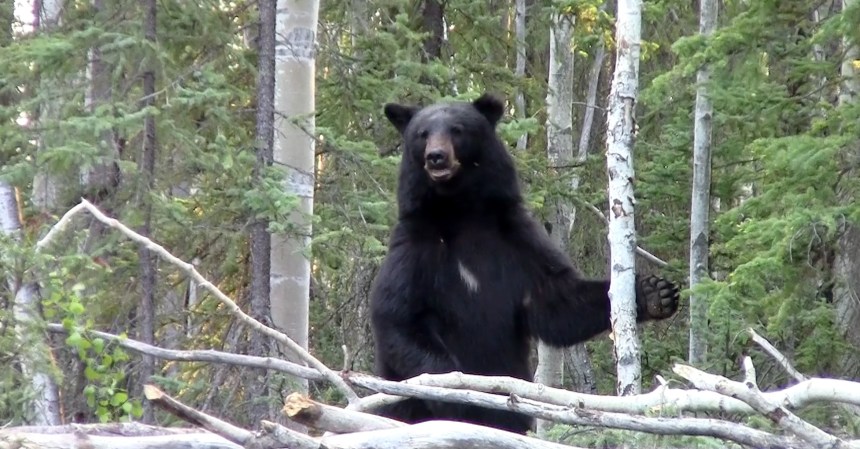 Traditional Bowhunting Video: First Spring Black Bear Hunt of 2015
