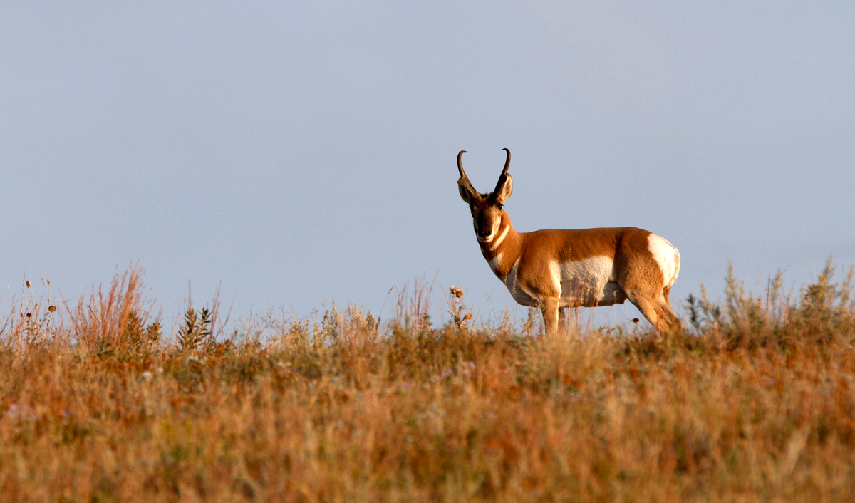pronghorn antelope skyline