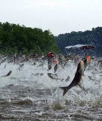 Signs of the Apocalypse: 15 Weird Animal Invasions