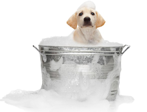 Does Your Dog Need a Bath?