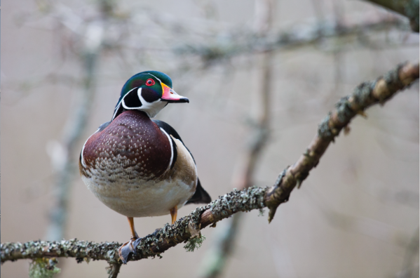 Three Tips for Hunting Wood Ducks on Creeks