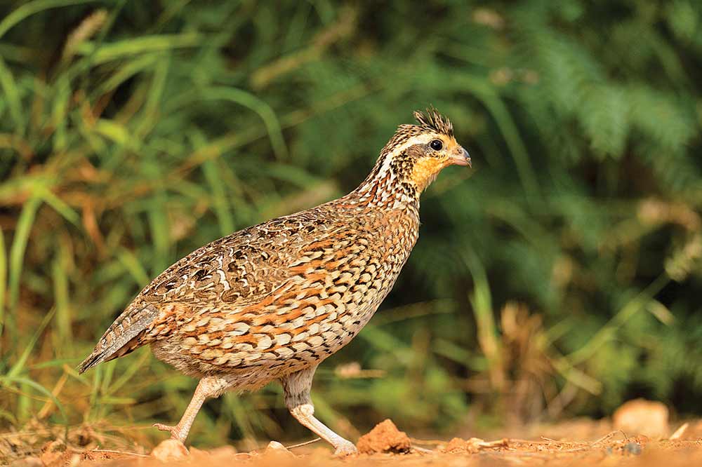 bobwhite quail hunting season