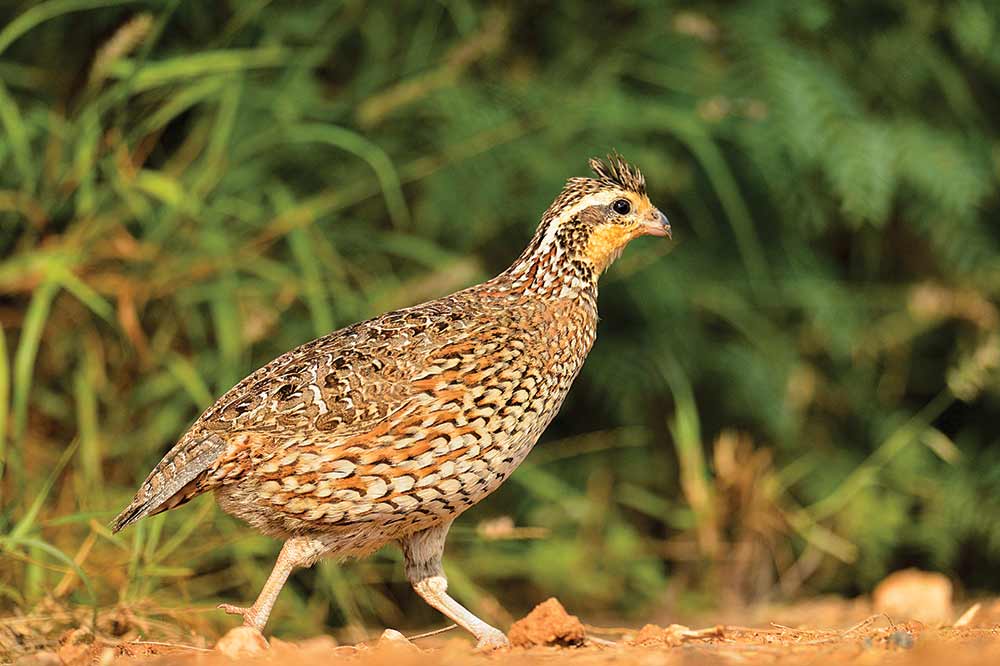 bobwhite quail hunting season
