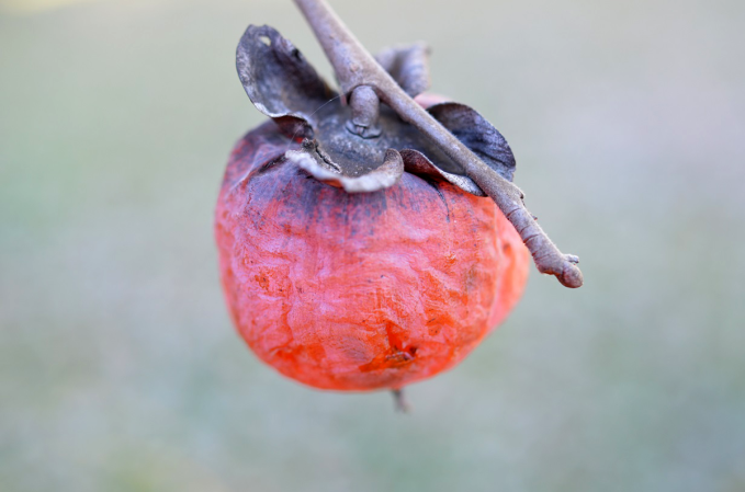 Find a Persimmon and Delight in the Sweetest Wild Fruit of them All