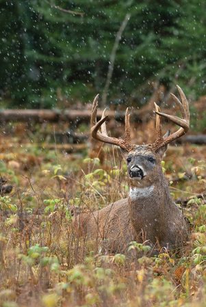 Hunting Nocturnal Bucks: Set The Stage