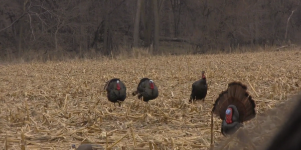 Doubling on Turkeys: Should You Try a Synchronized Countdown or Take One Shot at a Time?