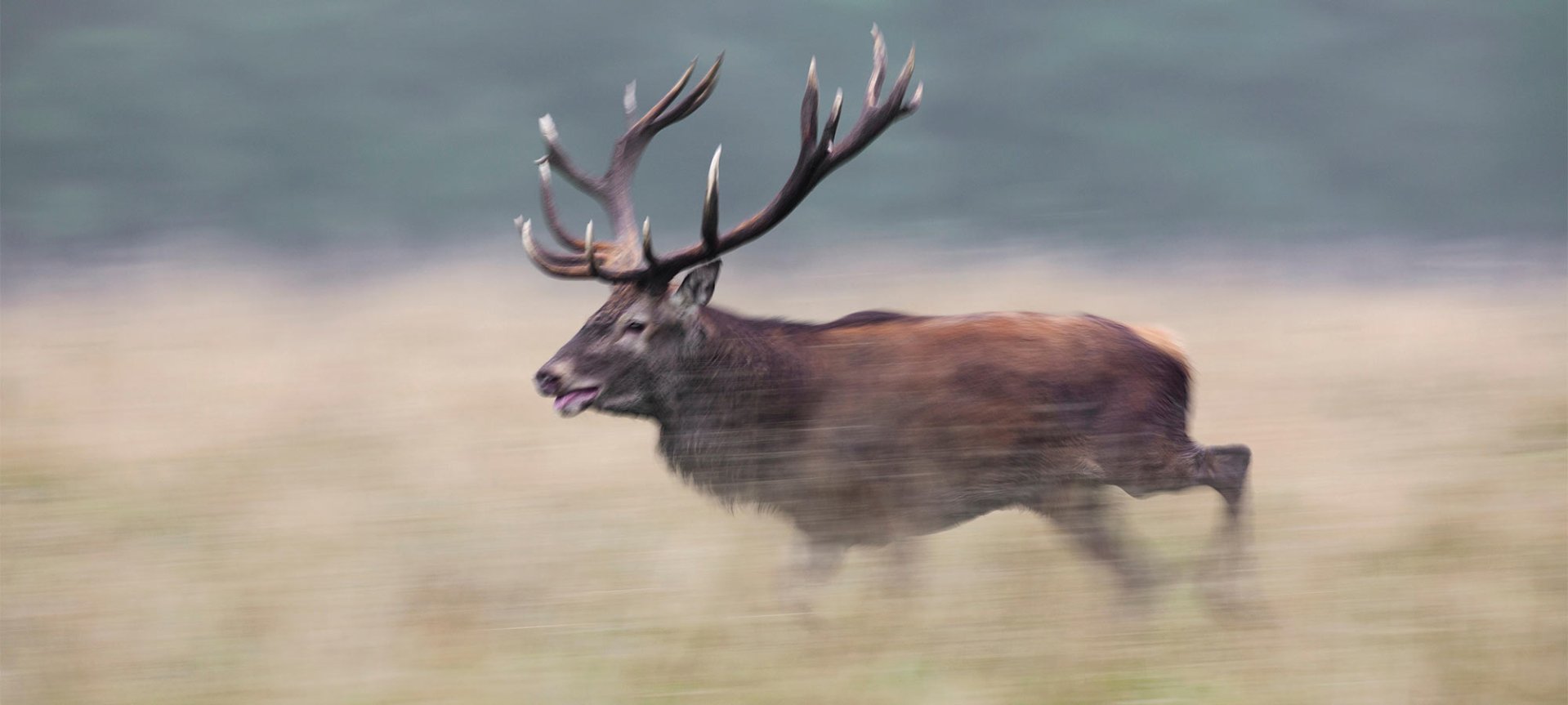 elk running through a field