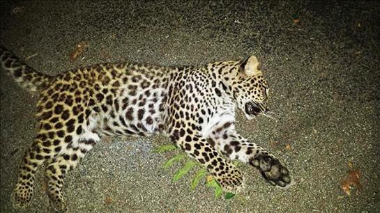 Indiana Couple Kills Leopard in Backyard