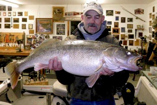 Record 20-Pound Walleye Caught in Washington State