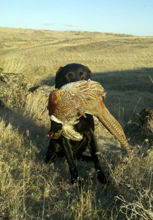 Pheasant Hunting: Coulda, Woulda, Shoulda…