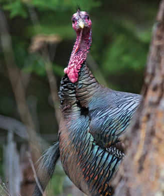 Turkey Hunting School: Lessons Learned from Last Spring