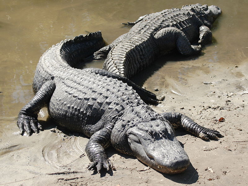 gators
