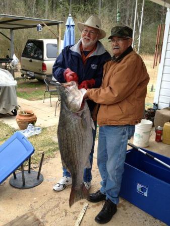 Potential World Record Striped Bass Caught in Black Warrior River, Alabama