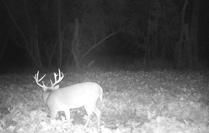 5 Things You Should Do for Deer Hunting This August
