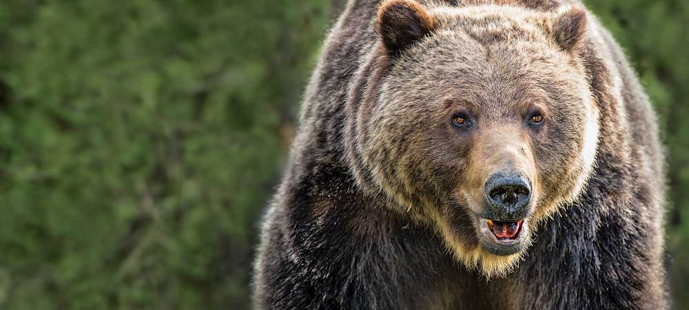 The Return of the Grizzly, and Bear Hunting, in the West