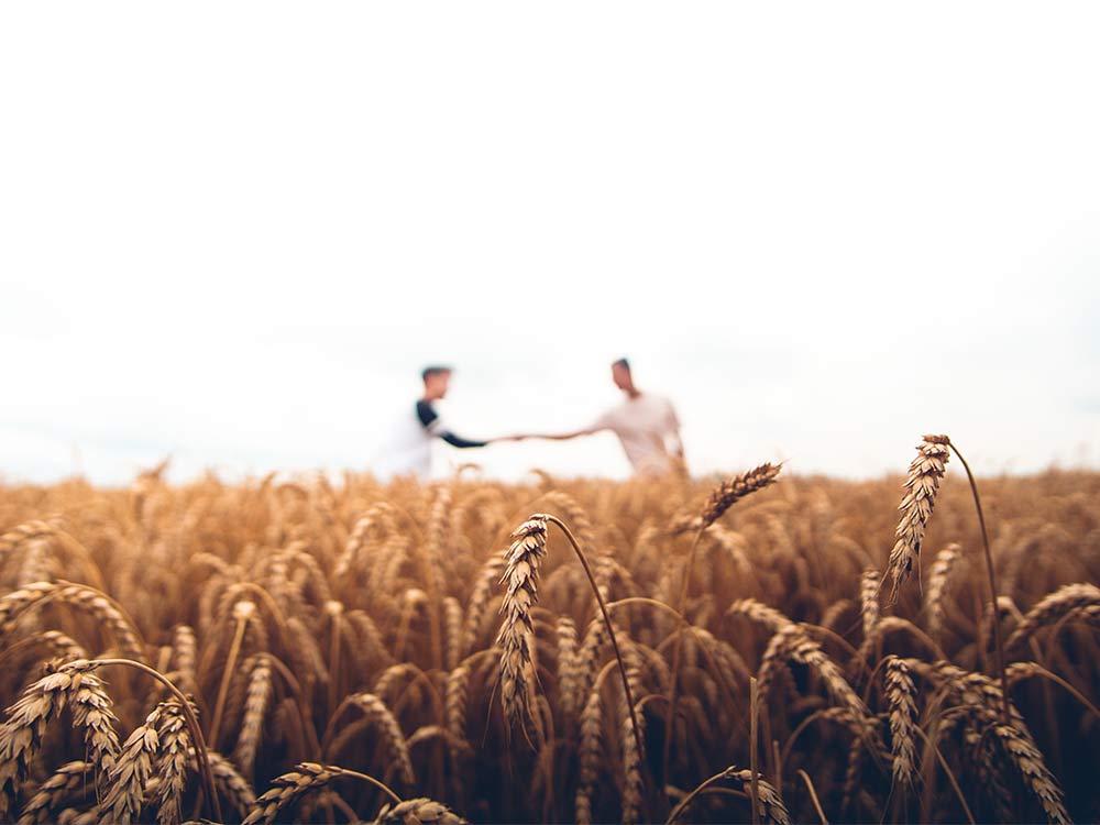 man and boy in a wheat field
