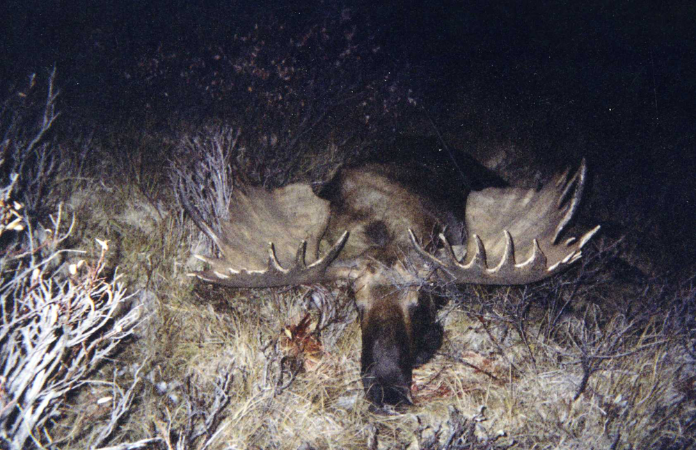 record Canada moose doug frank