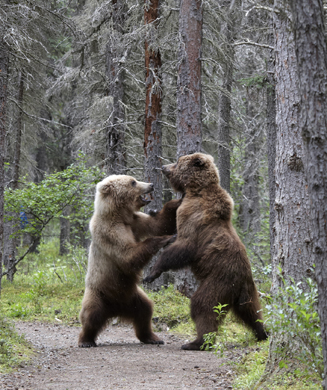 Photos: Two Brown Bears Duke it Out in Katmai National Park