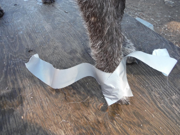 How to Make Duct-Tape Booties for Your Footsore Dog