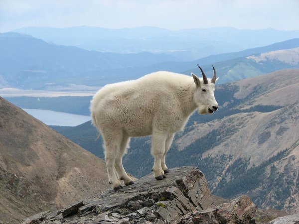 Mountain Goat Kills Hiker