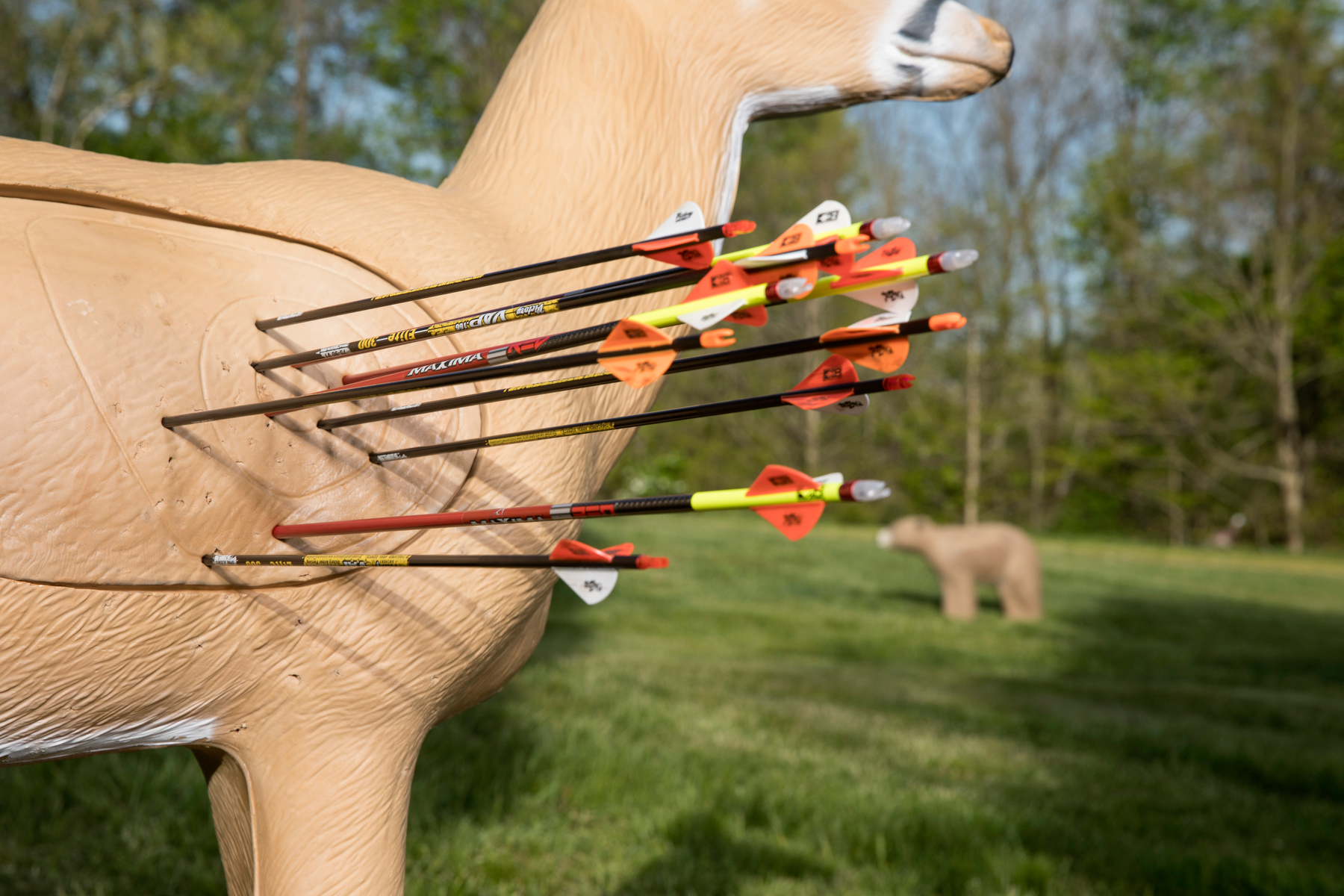 arrows in a 3D deer archery target