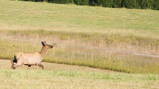Audit Report: Missouri Elk Cost $30,000 Per Animal