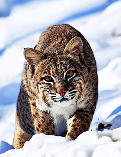 Hunting Tips: How to Hunt Bobcats