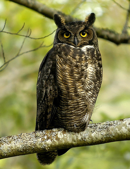 an owl sitting on a branch.