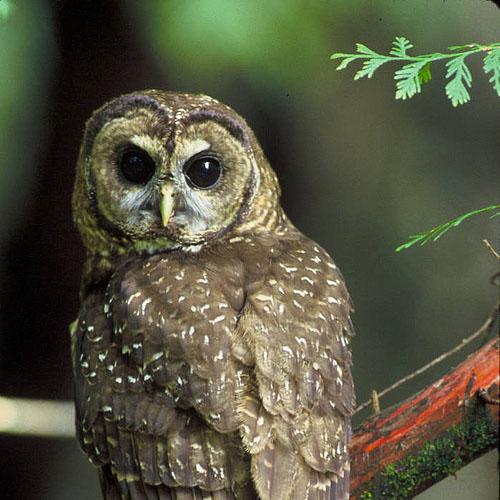 httpswww.outdoorlife.comsitesoutdoorlife.comfilesimport2014importBlogPostembedspottedowl.jpg