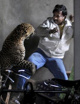 Graphic Image Warning: Leopard Scalps Man in Brutal Attack