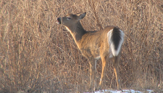 Off-Season Scouting Tips: Analyze Browse to Understand a Deer Hunting Property