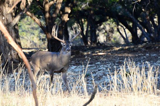 New Research on Deer Movement
