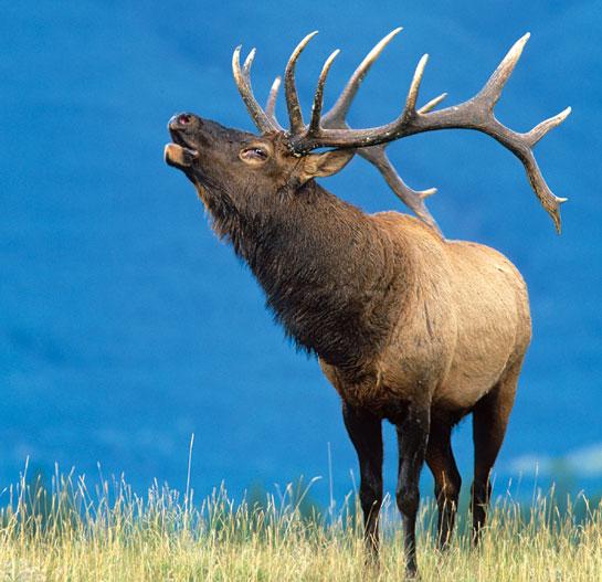 Elk Hunting: How to Bugle In October Bulls