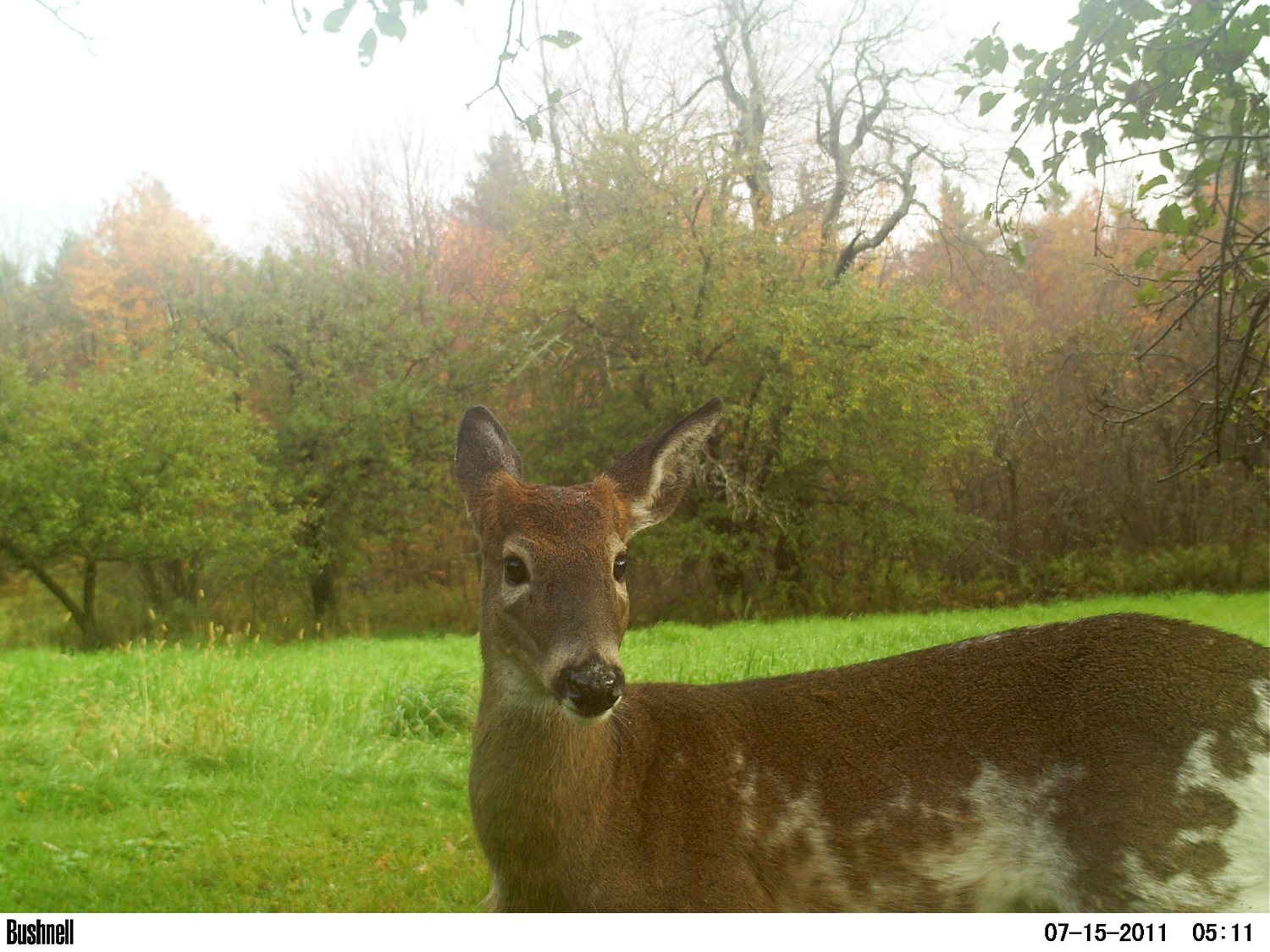Piebald Deer To Shoot or Not to Shoot