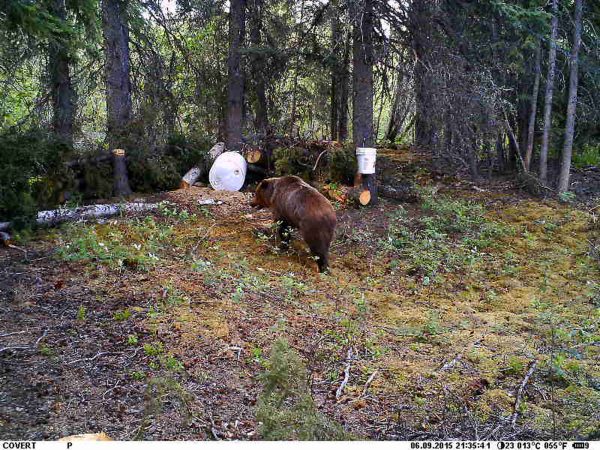 Expect the Unexpected: When Grizzly Bears Charge