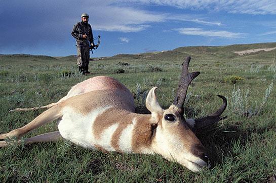 Bowhunting Tactics for Early-Season Pronghorn