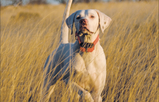 How to Choose the Right E-Collar for Your Hunting Dog