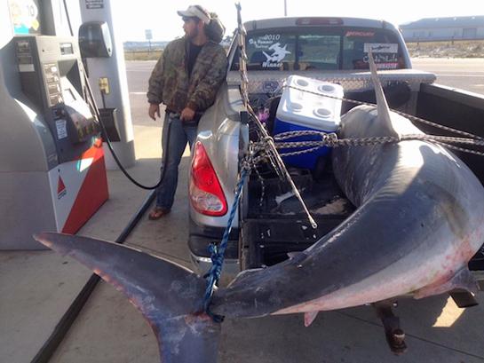 805-Pound Potential Record Mako Shark Caught on Florida Beach