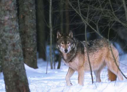 Michigan Hunters Ready To Defeat HSUS in Wolf Battle