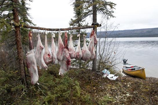 Meat Poles: 3 Ways to Keep Venison Away from Scavengers
