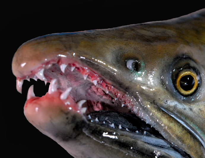 Fish Mounts: 35 Awesome Fish Taxidermy Photos from the Web