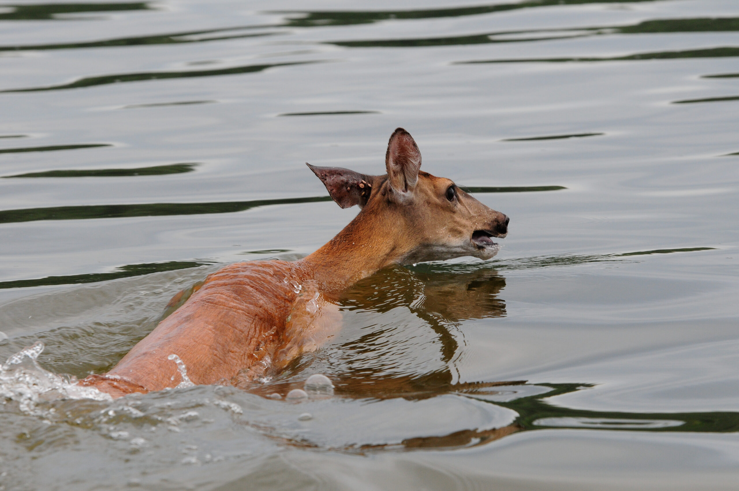 deer in water
