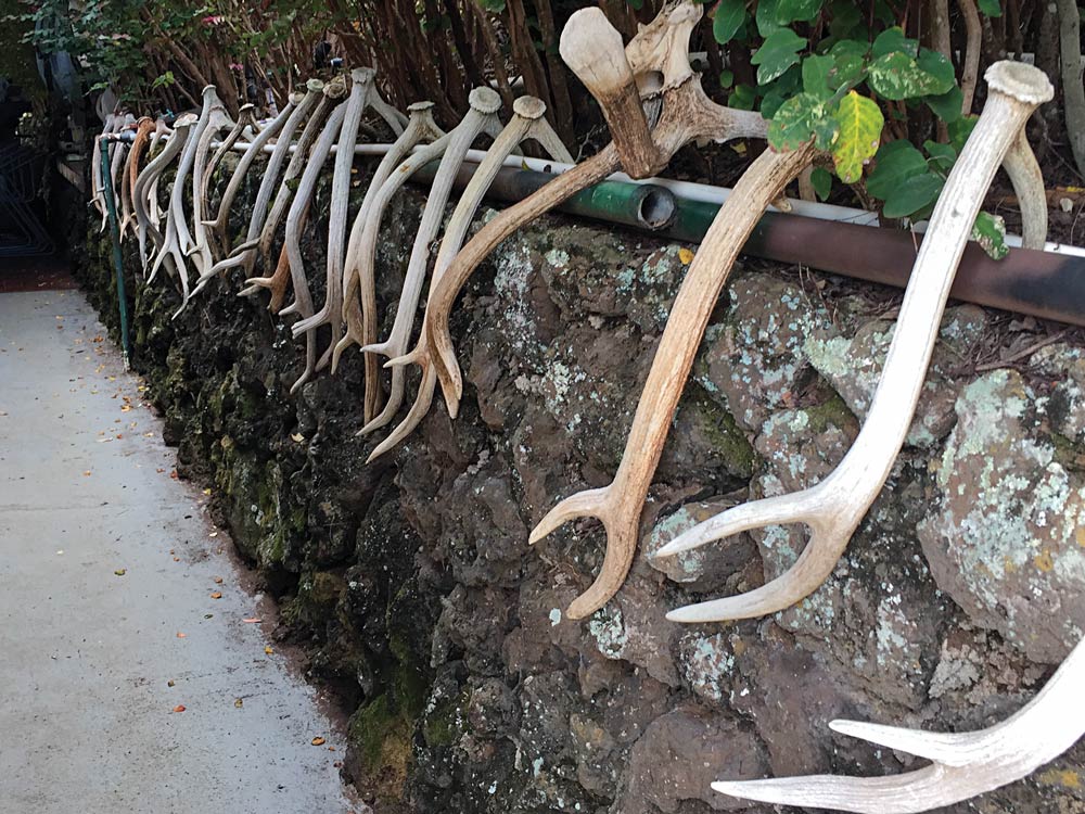 Row of Axis buck sheds in Maui