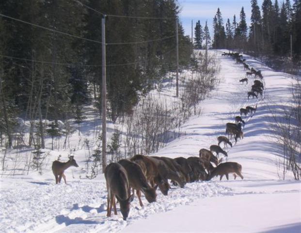 This photo comes from Maine, where the deer use snowmobile trails for easy walking in the winter.