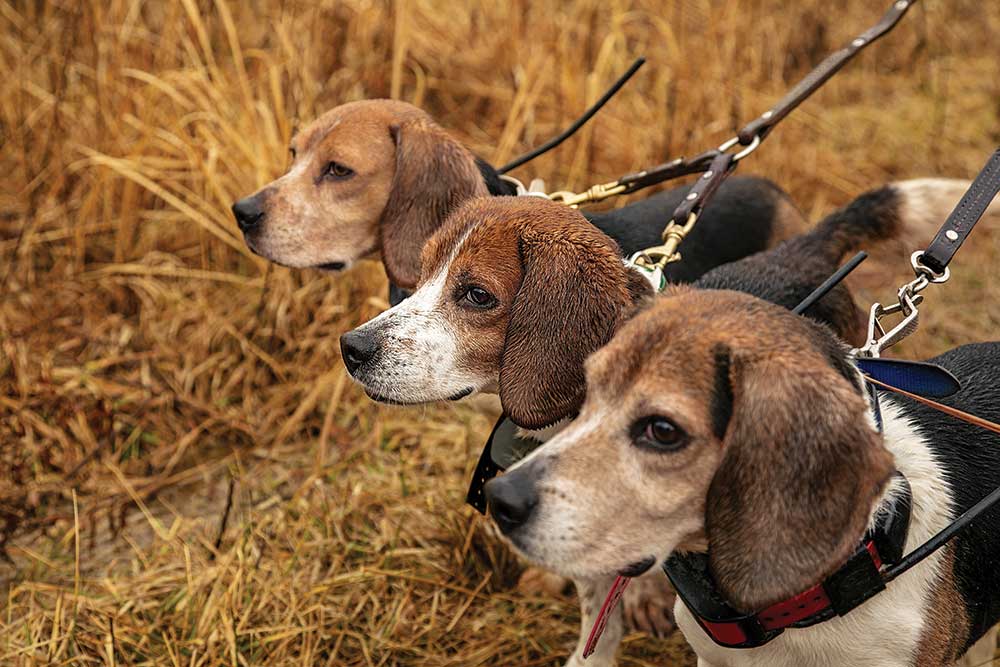 three beagles in a field on a leash