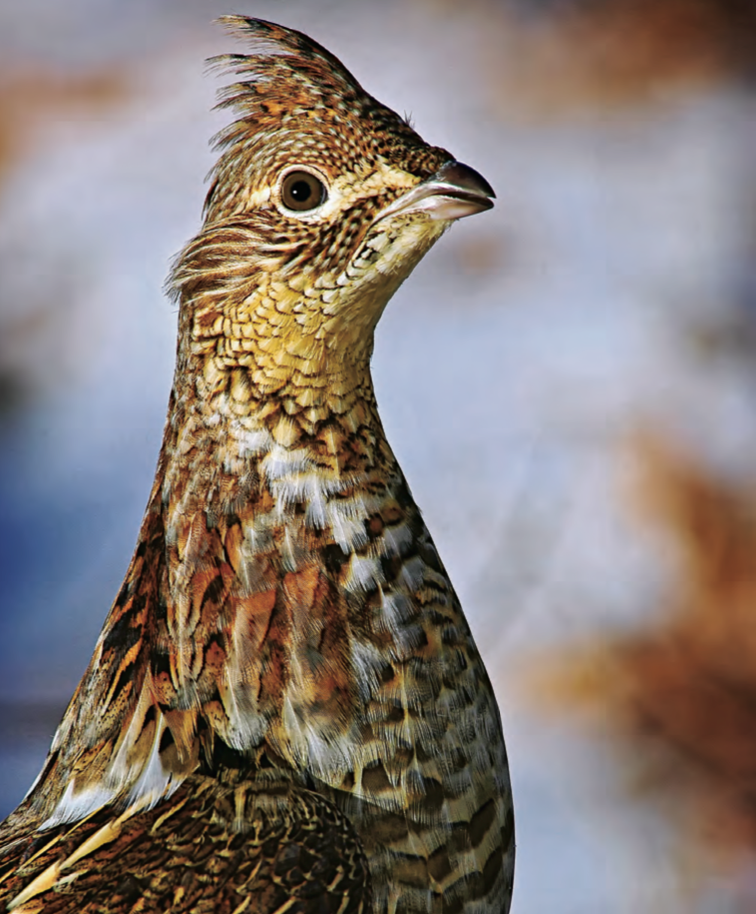 Tips and Tactics How to Hunt Grouse