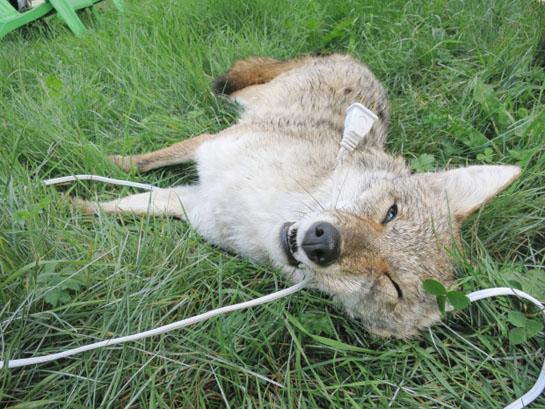Shocker: Coyote Dies from Chewing on Electrical Cord in Canada